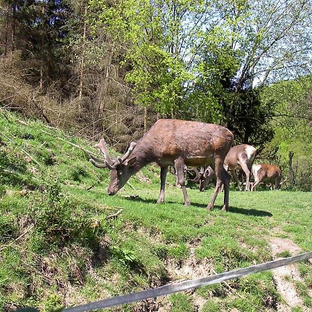 Birkenhain Stolberg i. Harz 외부 사진