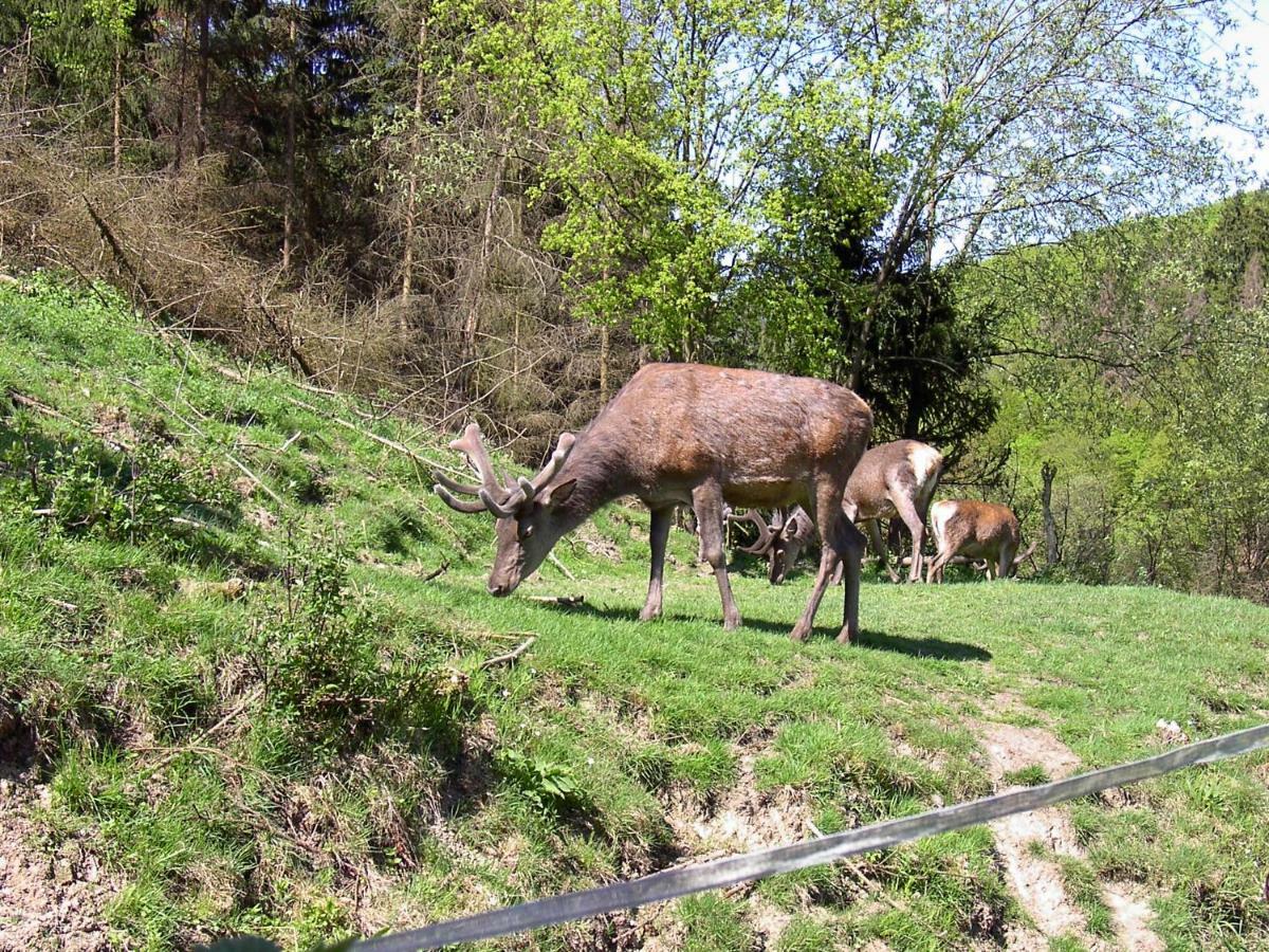Birkenhain Stolberg i. Harz 외부 사진